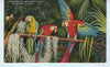 Parrot Jungle, Miami Florida Postcard UNUSED $4.00