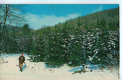 Vintage Postcard of a Hunter in Pennsylvania A $10.00