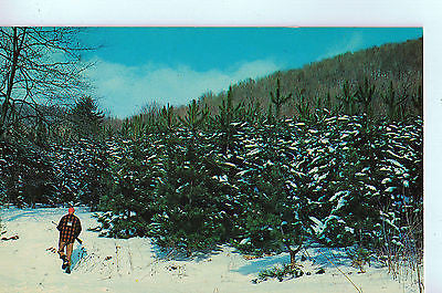 Vintage Postcard of a Hunter in Pennsylvania A $10.00