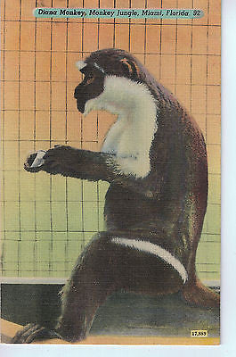 Vintage Postcard of Diana Monkey in Monkey Jungle, Miami, Florida $10.00
