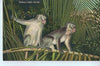 Vintage Postcard of Monkey Jungle, Florida $10.00
