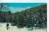 Vintage Postcard of Hunting Lodges, Pennsylvania A $10.00