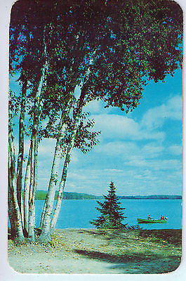Vintage Postcard of Beautiful Birches $10.00