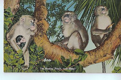 Vintage Postcard of The Monkey Jungle, near Miami, FL $10.00