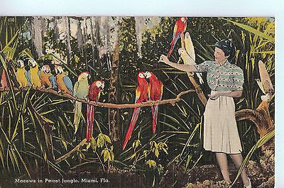 Vintage Postcard of Maccaws in Parrot Jungle, Miami, Flordia $3.00